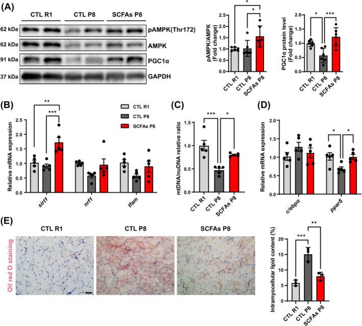 https://cdn.ncbi.nlm.nih.gov/pmc/blobs/4b11/11634463/ca16f91f3149/JCSM-15-2387-g003.jpg