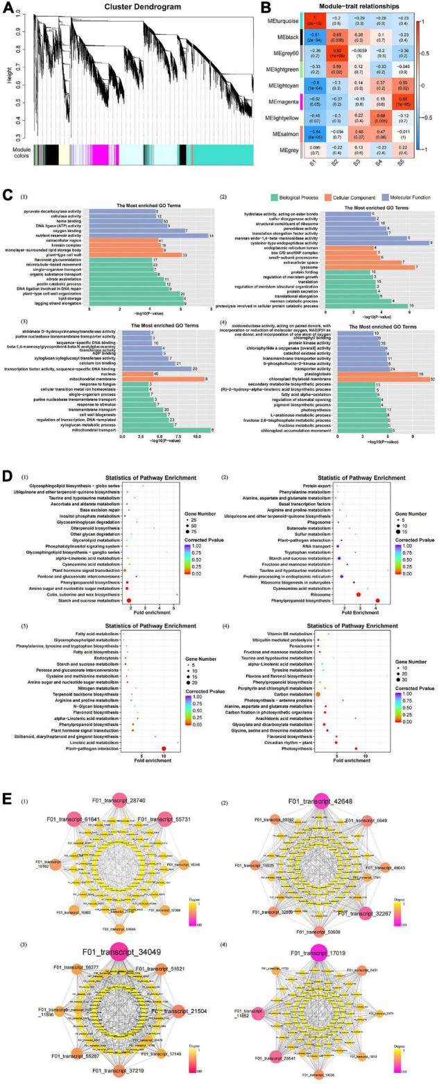 https://cdn.ncbi.nlm.nih.gov/pmc/blobs/4b12/8928477/7bb07c4411f1/fpls-13-818458-g006.jpg