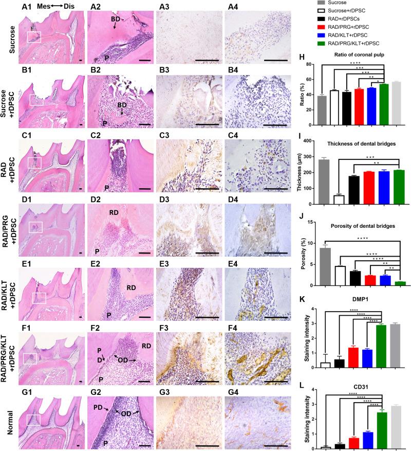 https://cdn.ncbi.nlm.nih.gov/pmc/blobs/4b16/7495350/3ce9cd26d1c7/IJN-15-6631-g0005.jpg