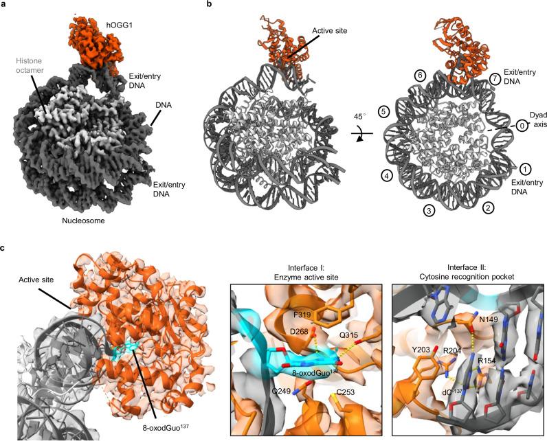 https://cdn.ncbi.nlm.nih.gov/pmc/blobs/4b17/11526172/e9658f869e9f/41467_2024_53811_Fig2_HTML.jpg