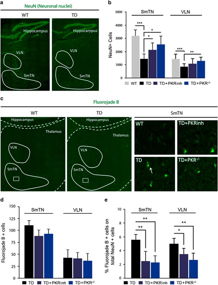 https://cdn.ncbi.nlm.nih.gov/pmc/blobs/4b1a/4669750/3bfccd20d267/cddis2014552f5.jpg