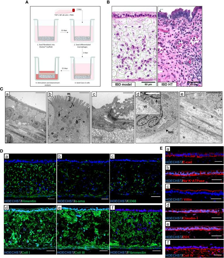 https://cdn.ncbi.nlm.nih.gov/pmc/blobs/4b1b/10894943/18a10f69060e/fimmu-15-1357690-g001.jpg