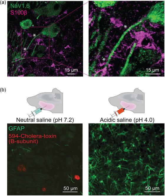 https://cdn.ncbi.nlm.nih.gov/pmc/blobs/4b1b/10988680/2c97054ed1a9/EPH-109-100-g002.jpg