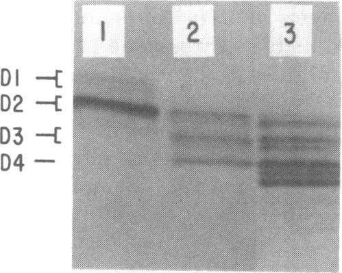 https://cdn.ncbi.nlm.nih.gov/pmc/blobs/4b1b/294367/dc26898de76b/jbacter00569-0270-b.jpg