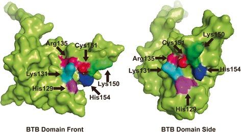 https://cdn.ncbi.nlm.nih.gov/pmc/blobs/4b20/4769825/9f821cce379b/13045_2016_246_Fig1_HTML.jpg