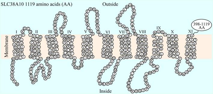 https://cdn.ncbi.nlm.nih.gov/pmc/blobs/4b20/5458457/c30ea533887a/FEB4-7-730-g001.jpg