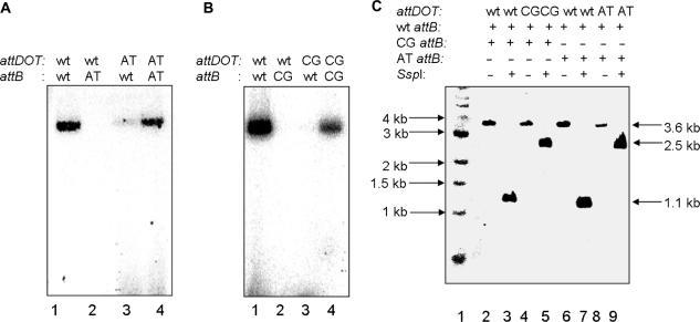 https://cdn.ncbi.nlm.nih.gov/pmc/blobs/4b21/2034462/f72f9785c966/gkm637f7.jpg