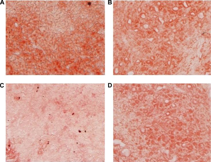 https://cdn.ncbi.nlm.nih.gov/pmc/blobs/4b23/4531046/7182b2388eb3/ijn-10-5049Fig5.jpg