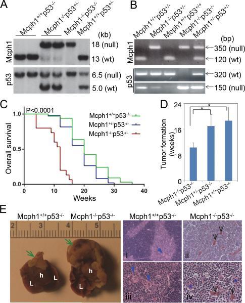 https://cdn.ncbi.nlm.nih.gov/pmc/blobs/4b26/4417661/a67357834240/nihms-632239-f0002.jpg