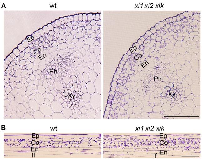 https://cdn.ncbi.nlm.nih.gov/pmc/blobs/4b27/5174092/c0c935907077/fpls-07-01932-g005.jpg