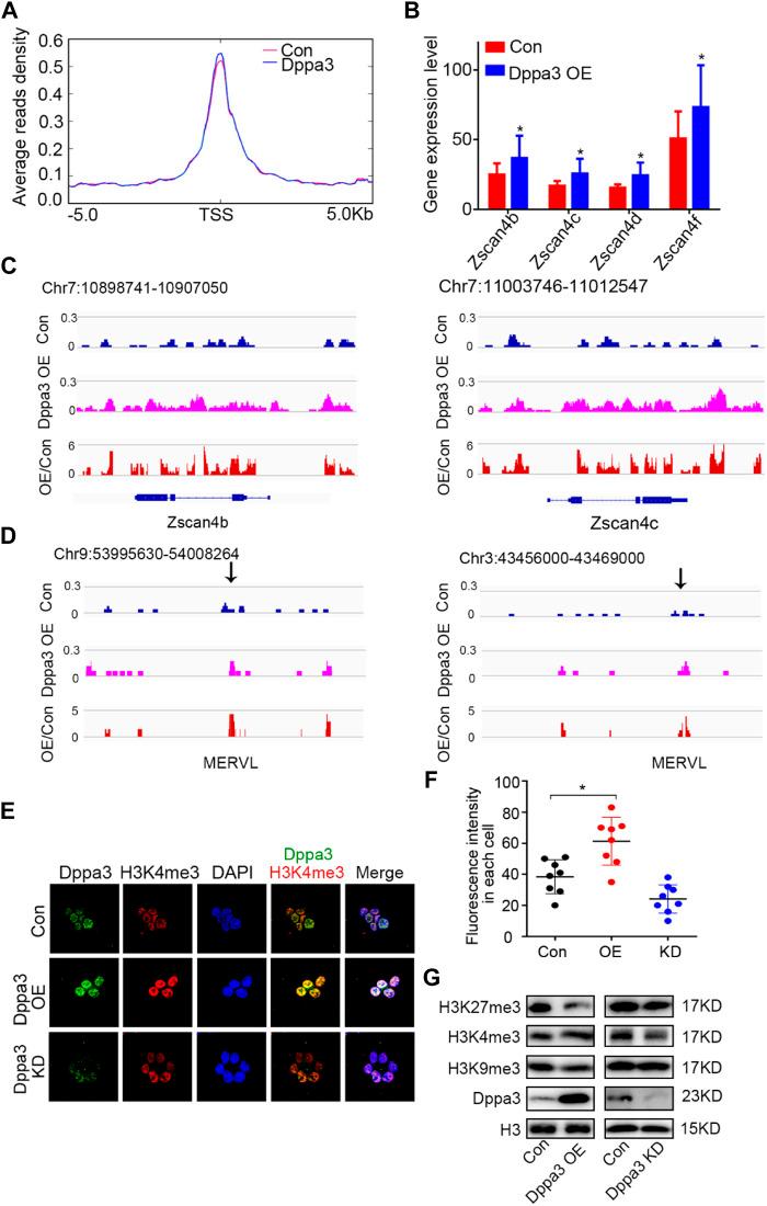 https://cdn.ncbi.nlm.nih.gov/pmc/blobs/4b2a/9203971/a5ab66d670d9/fcell-10-882671-g005.jpg