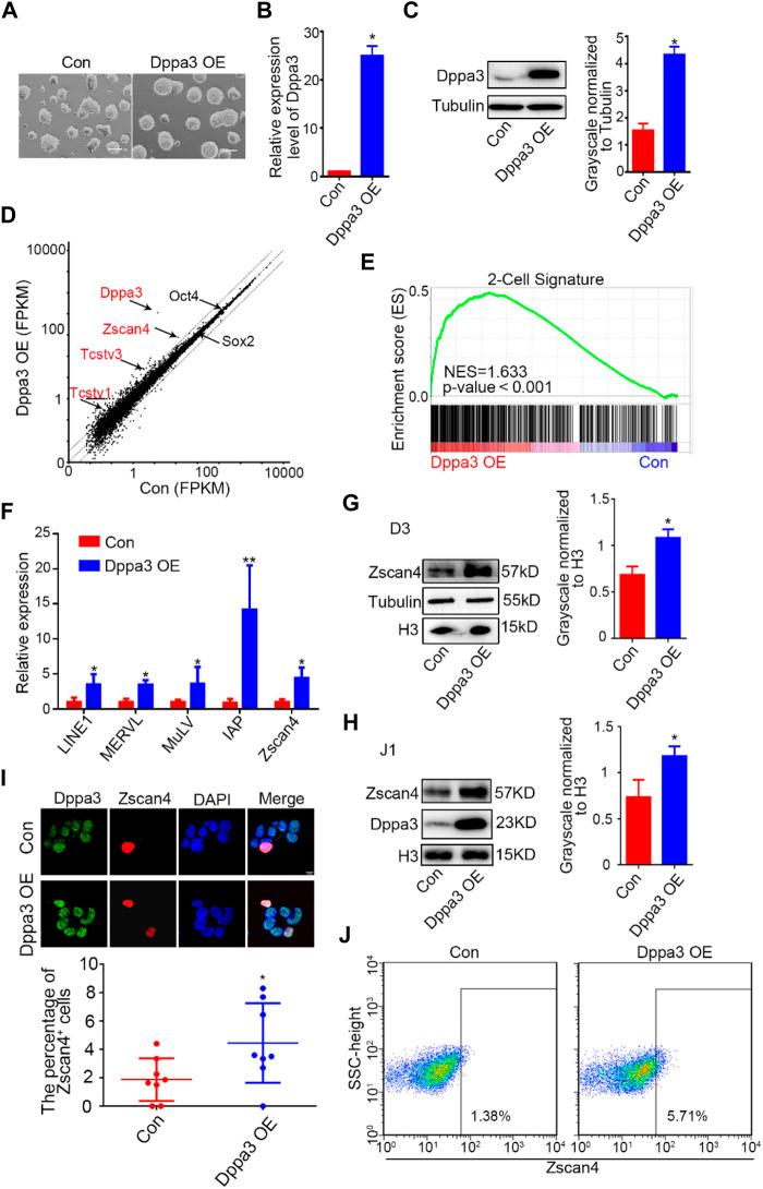 https://cdn.ncbi.nlm.nih.gov/pmc/blobs/4b2a/9203971/ad786dc9ce78/fcell-10-882671-g001.jpg