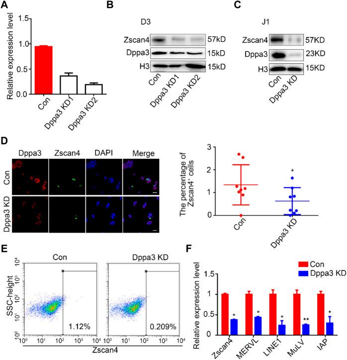 https://cdn.ncbi.nlm.nih.gov/pmc/blobs/4b2a/9203971/c1a47e59e919/fcell-10-882671-g002.jpg