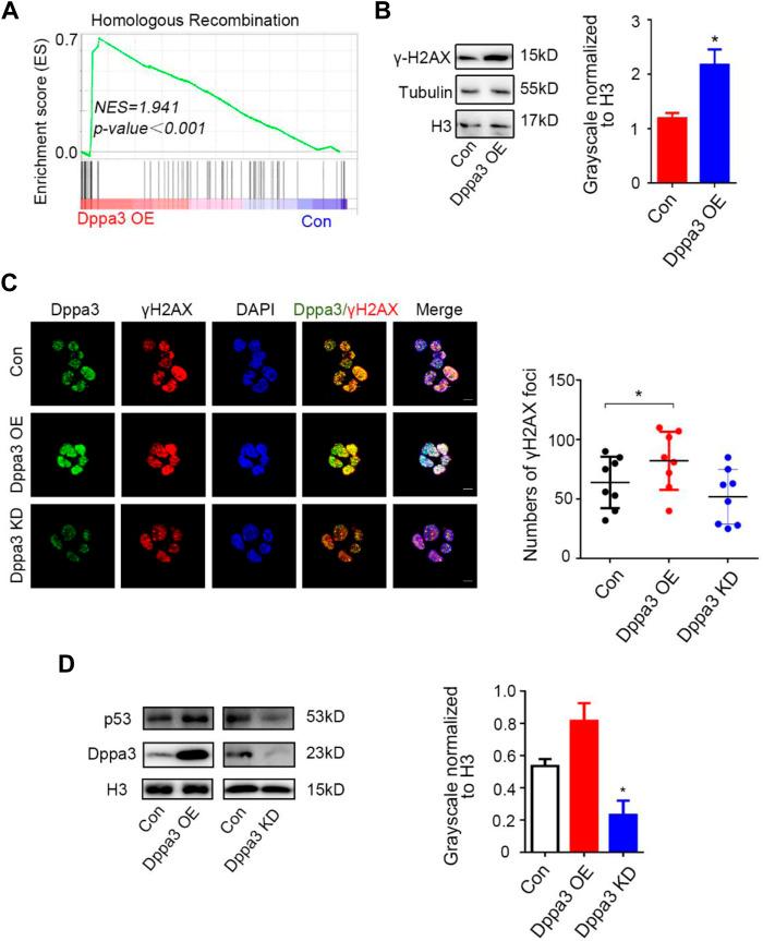 https://cdn.ncbi.nlm.nih.gov/pmc/blobs/4b2a/9203971/e2f59b1effce/fcell-10-882671-g004.jpg