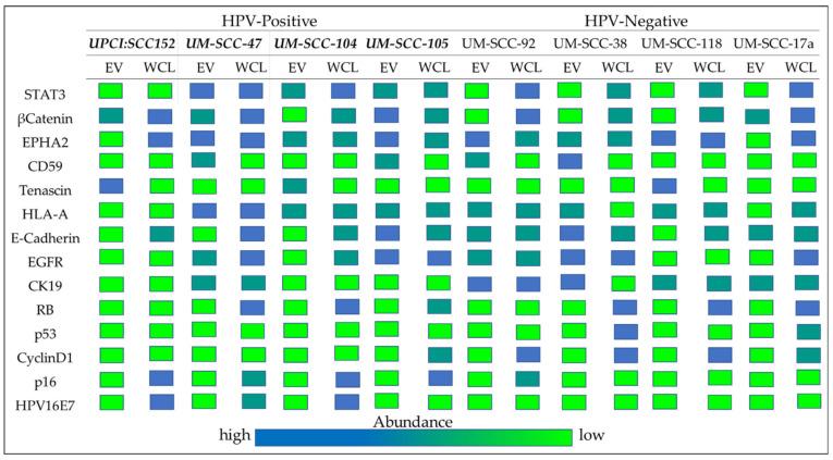 https://cdn.ncbi.nlm.nih.gov/pmc/blobs/4b2b/8345072/00d8008a6bc7/cancers-13-03714-g009.jpg