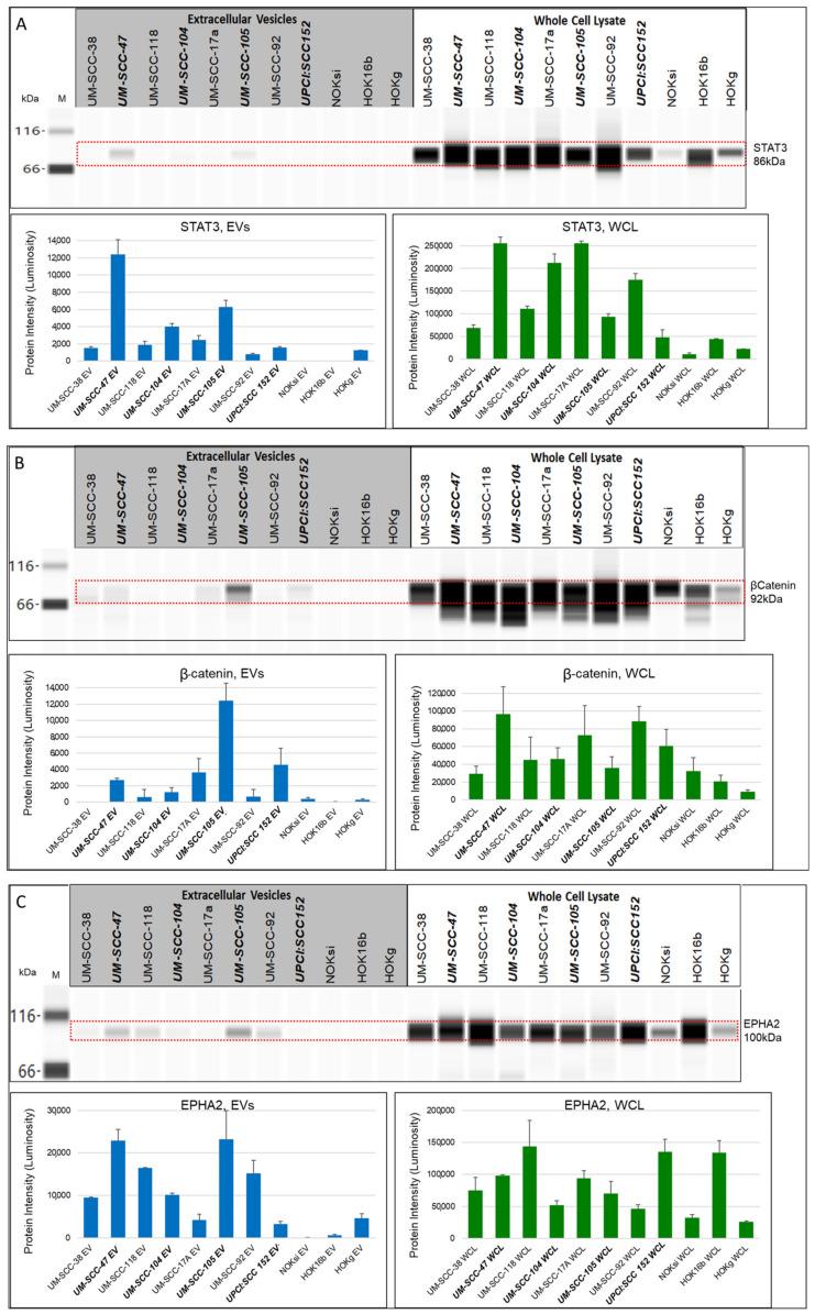 https://cdn.ncbi.nlm.nih.gov/pmc/blobs/4b2b/8345072/306aa72b24ac/cancers-13-03714-g006a.jpg