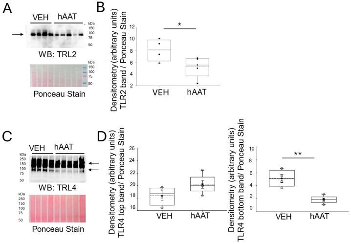 https://cdn.ncbi.nlm.nih.gov/pmc/blobs/4b2e/12293082/4dee2e1e4eed/biomolecules-15-00951-g005.jpg