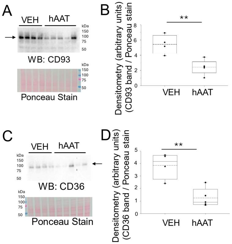https://cdn.ncbi.nlm.nih.gov/pmc/blobs/4b2e/12293082/6a422b575827/biomolecules-15-00951-g002.jpg