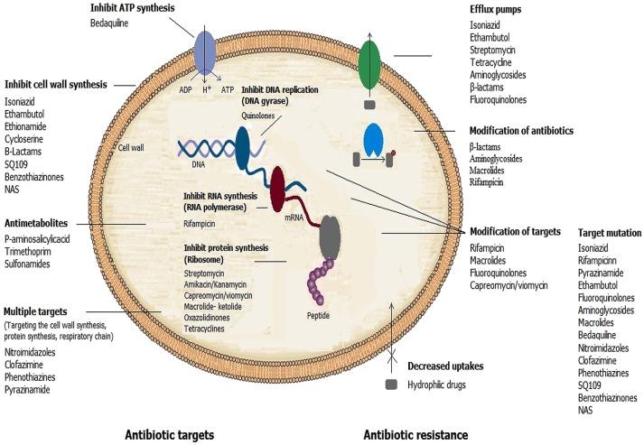 https://cdn.ncbi.nlm.nih.gov/pmc/blobs/4b2e/5403904/8098077be56f/fmicb-08-00681-g0001.jpg