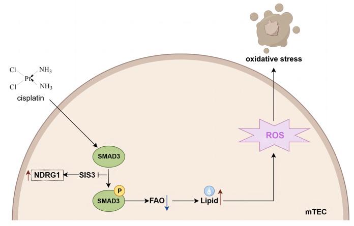 https://cdn.ncbi.nlm.nih.gov/pmc/blobs/4b2f/11160430/1e27817552ee/peerj-12-17485-g008.jpg