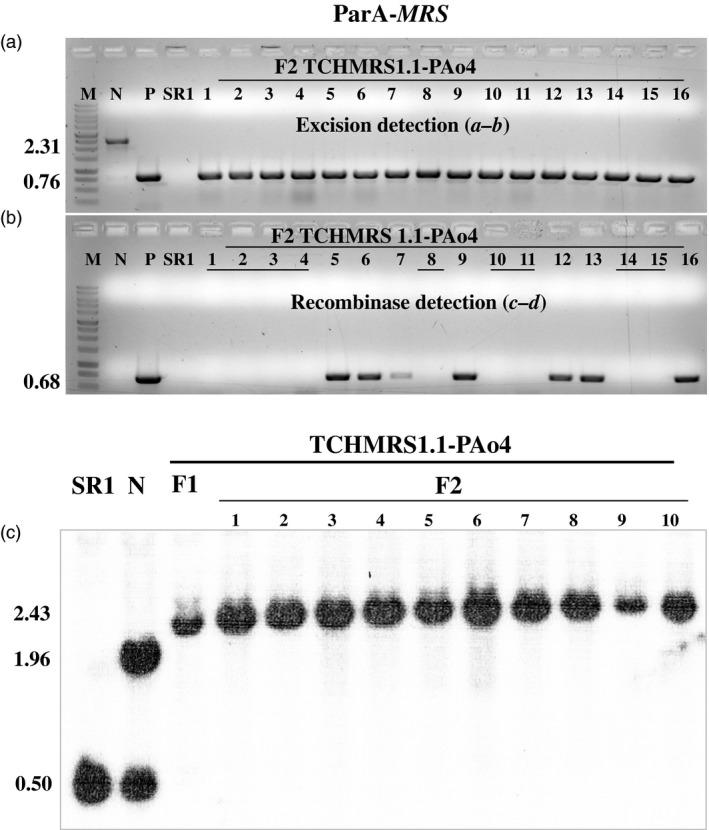 https://cdn.ncbi.nlm.nih.gov/pmc/blobs/4b2f/11629794/0fd90f774d63/PBI-15-1577-g001.jpg