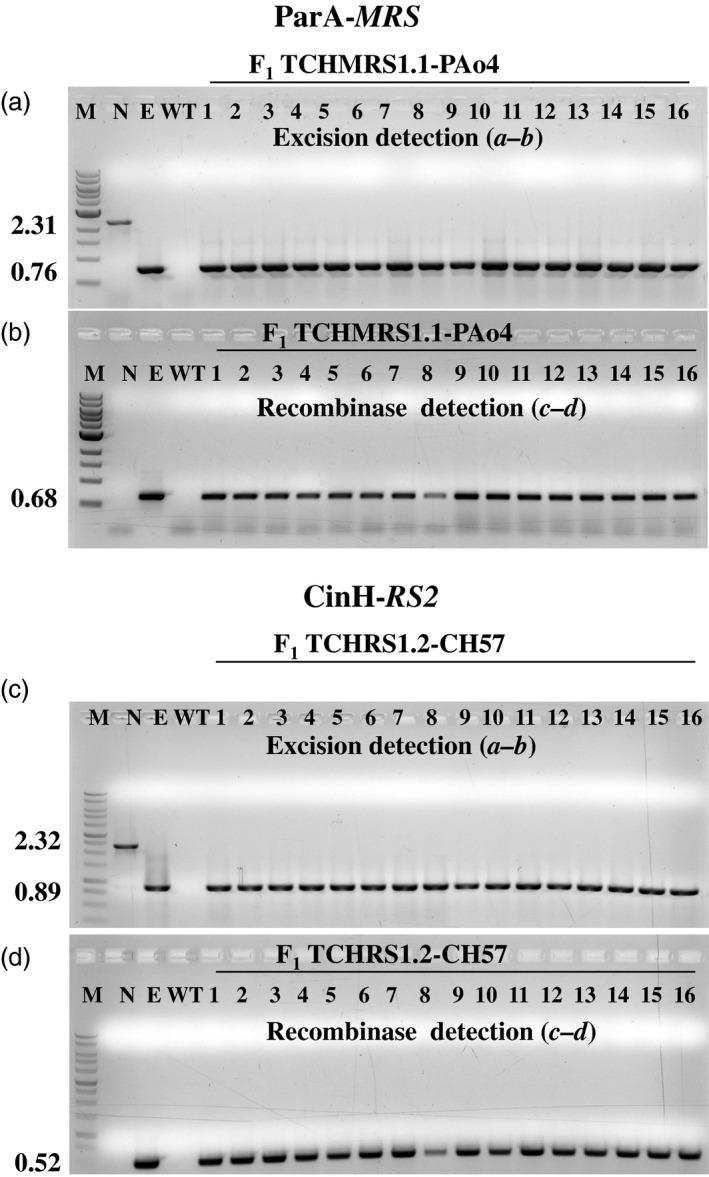 https://cdn.ncbi.nlm.nih.gov/pmc/blobs/4b2f/11629794/3e4c27584d68/PBI-15-1577-g003.jpg