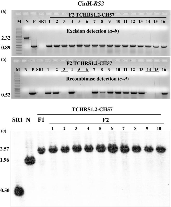 https://cdn.ncbi.nlm.nih.gov/pmc/blobs/4b2f/11629794/63d1efc13df5/PBI-15-1577-g008.jpg