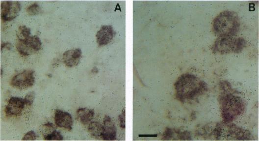 https://cdn.ncbi.nlm.nih.gov/pmc/blobs/4b31/47002/4b054b6d92f4/pnas01471-0345-b.jpg