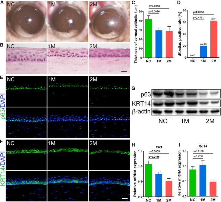 https://cdn.ncbi.nlm.nih.gov/pmc/blobs/4b32/9133657/3ed78418f477/gr7.jpg