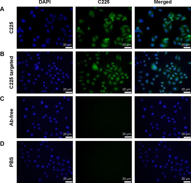 https://cdn.ncbi.nlm.nih.gov/pmc/blobs/4b39/4386779/568b050507ed/ijn-10-2507Fig7.jpg