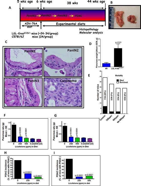 https://cdn.ncbi.nlm.nih.gov/pmc/blobs/4b3c/4558168/0615c84646e7/oncotarget-06-15524-g004.jpg