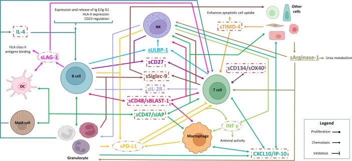 https://cdn.ncbi.nlm.nih.gov/pmc/blobs/4b3c/9554405/9338ca85de61/fimmu-13-965905-g008.jpg