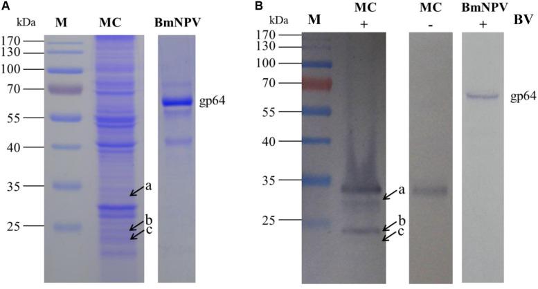 https://cdn.ncbi.nlm.nih.gov/pmc/blobs/4b3d/7338592/958c0977823a/fmicb-11-01481-g002.jpg