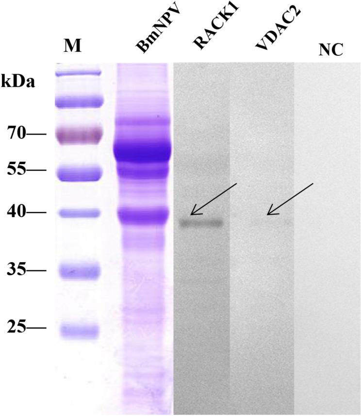 https://cdn.ncbi.nlm.nih.gov/pmc/blobs/4b3d/7338592/ef3146a31c31/fmicb-11-01481-g008.jpg