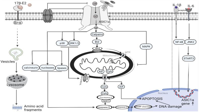 https://cdn.ncbi.nlm.nih.gov/pmc/blobs/4b40/10477349/02ba631d7f81/41420_2023_1624_Fig3_HTML.jpg