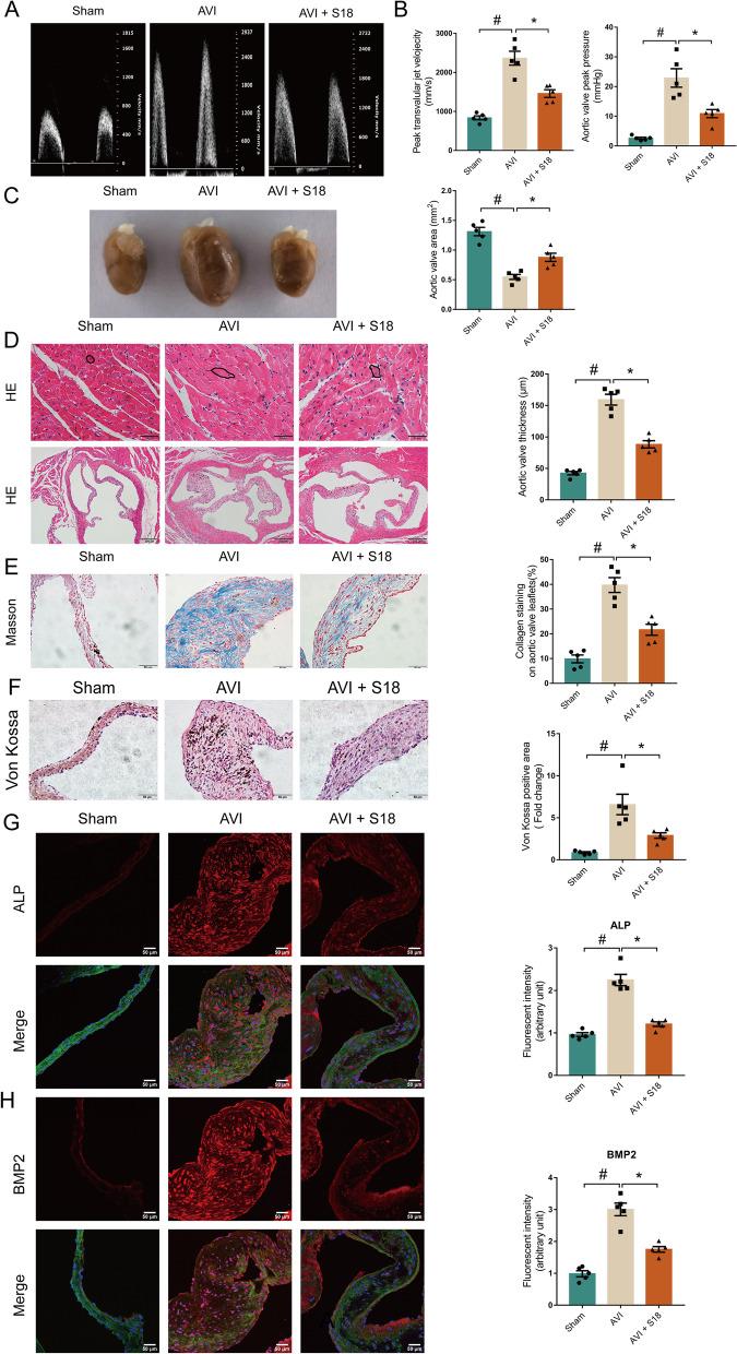 https://cdn.ncbi.nlm.nih.gov/pmc/blobs/4b41/10347738/206e25fe0c33/12916_2023_2888_Fig7_HTML.jpg