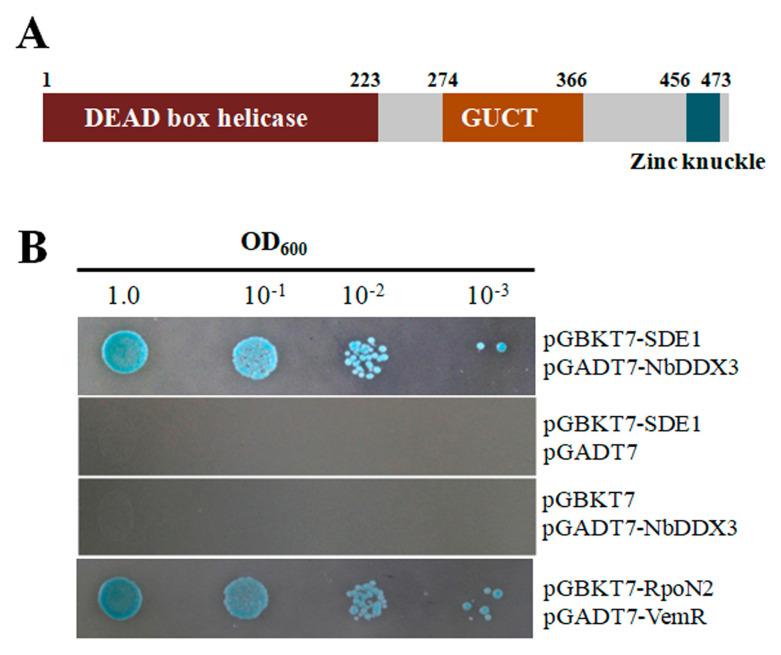 https://cdn.ncbi.nlm.nih.gov/pmc/blobs/4b44/7662370/982c7217c32f/ijms-21-07996-g002.jpg