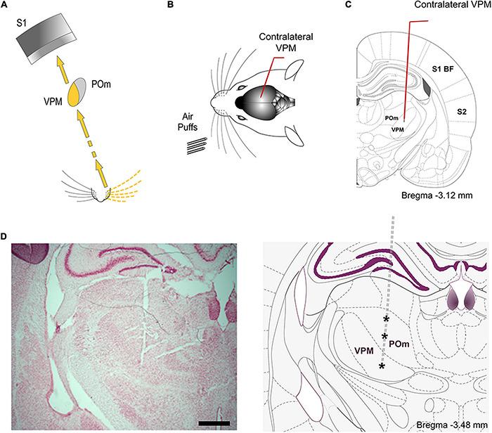https://cdn.ncbi.nlm.nih.gov/pmc/blobs/4b46/8573422/030a2b3aaea8/fncir-15-752804-g006.jpg