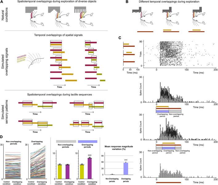 https://cdn.ncbi.nlm.nih.gov/pmc/blobs/4b46/8573422/073bfa590ed9/fncir-15-752804-g004.jpg
