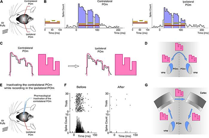 https://cdn.ncbi.nlm.nih.gov/pmc/blobs/4b46/8573422/2744245cfbce/fncir-15-752804-g010.jpg