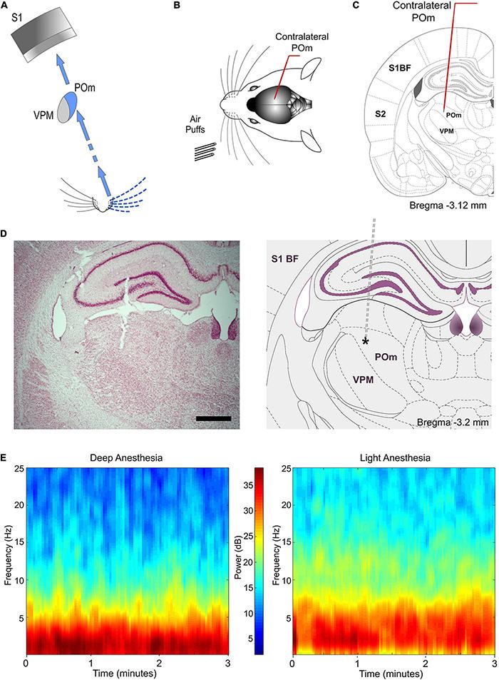 https://cdn.ncbi.nlm.nih.gov/pmc/blobs/4b46/8573422/a5c1c3f55cb8/fncir-15-752804-g001.jpg