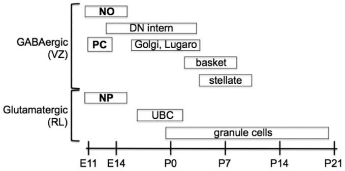 https://cdn.ncbi.nlm.nih.gov/pmc/blobs/4b47/3551280/e7c33482c3da/fncir-06-00123-g0002.jpg