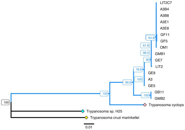 https://cdn.ncbi.nlm.nih.gov/pmc/blobs/4b48/11532561/6be4c7a22f4e/S0031182021000639_fig4.jpg