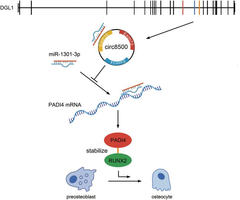 https://cdn.ncbi.nlm.nih.gov/pmc/blobs/4b4a/7759526/34454f45875f/fcell-08-602731-g007.jpg