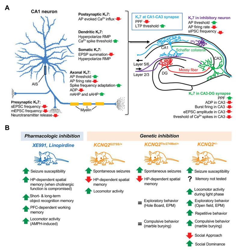 https://cdn.ncbi.nlm.nih.gov/pmc/blobs/4b4f/7530275/7fd95cd36b05/fphys-11-568667-g001.jpg