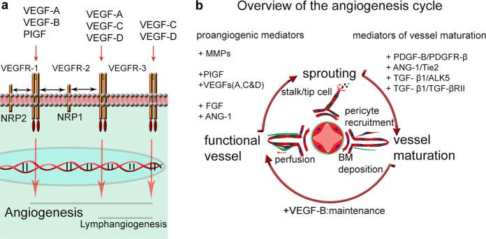 https://cdn.ncbi.nlm.nih.gov/pmc/blobs/4b53/8080572/5d7f86c9eab1/12276_2021_566_Fig1_HTML.jpg