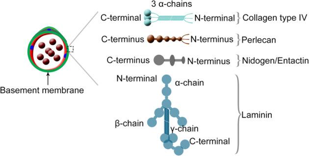 https://cdn.ncbi.nlm.nih.gov/pmc/blobs/4b53/8080572/bf831578f5a9/12276_2021_566_Fig4_HTML.jpg