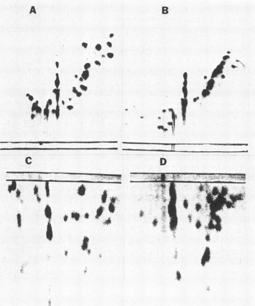 https://cdn.ncbi.nlm.nih.gov/pmc/blobs/4b58/219314/07bb700a7d83/jbacter00217-0226-a.jpg