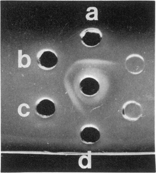 https://cdn.ncbi.nlm.nih.gov/pmc/blobs/4b58/219314/13e551301248/jbacter00217-0224-b.jpg