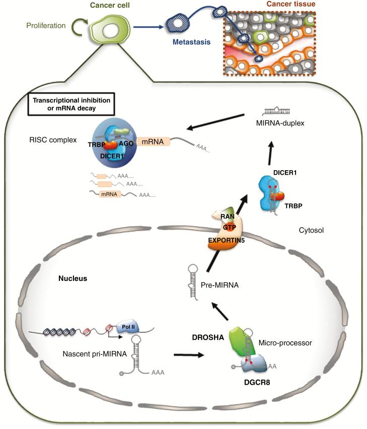 https://cdn.ncbi.nlm.nih.gov/pmc/blobs/4b58/7212898/d1f94d556361/vdz023f0002.jpg